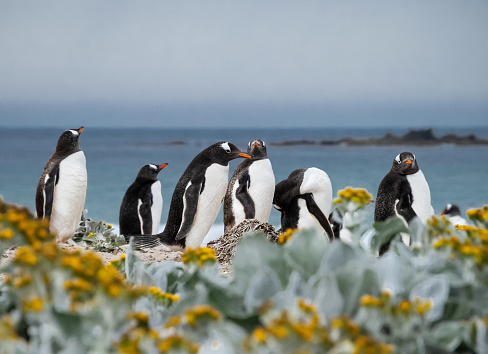 Gentoo Penguins on Beach on Falkland Islands