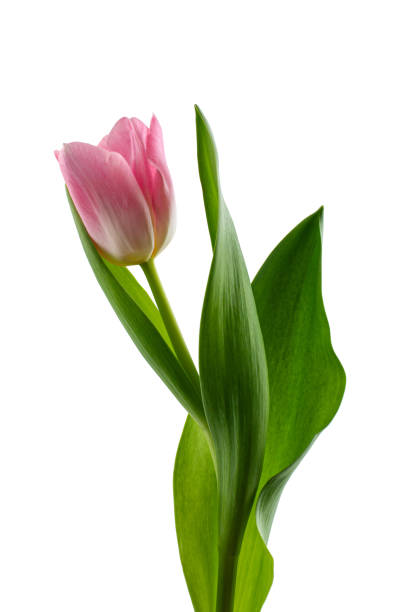 istock Pink tulips on a white background 2058932667