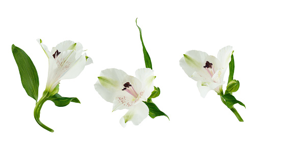 White alstroemeria flowers on an isolated background