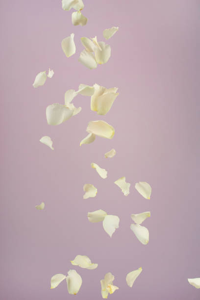 istock White rose petals flying on a pink background 2058938475
