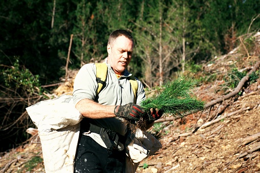 A Day in the Life of a Tree Planter. A Tree Planter on the deforested slopes planting Pine Seedlings. The importance of forests cannot be underestimated. We depend on forests for our survival, from the air we breathe to the wood we use. In New Zealand, Forestry is the third largest export earner behind dairy and meat. New Zealand Forest Industry is based on sustainable plantations of predominantly Pinus radiata. Unpastoral land on Farms is being encouraged to plant Pine Forests as a way to offset New Zealand's carbon emissions.