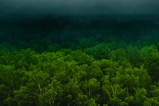Fog over forest drone photography.