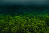 Fog over forest drone photography. Sustainability. Environmental conservation.
