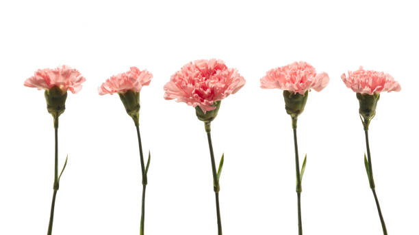 istock pink carnations isolated on a white background 2058960820