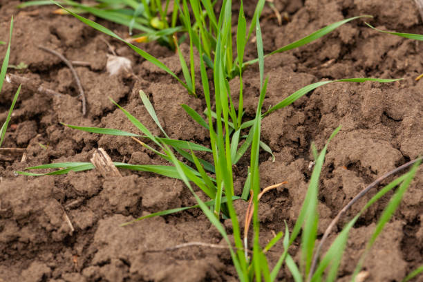 istock Close up of a terrestrial plant emerging from the soil 2058975746