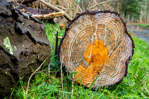 cross section of a freshly cut pine trunk (Pinus pinaster) with annual rings on the forest floor