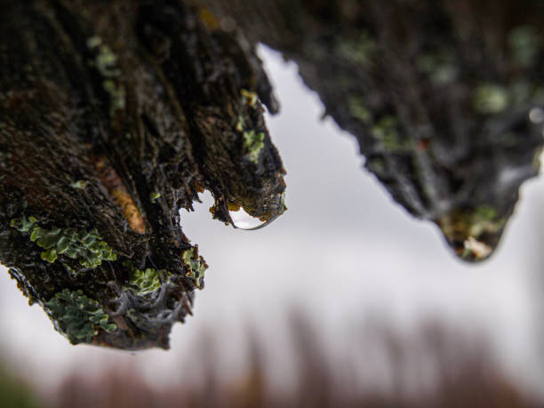 A macro shot of delicate white bracket fungi clinging to a textured tree trunk, creating an organic, earthy pattern with a warm, moody atmosphere.