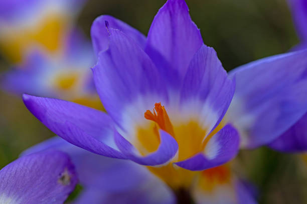 macro picture of a garden crocus flowers in springtime
