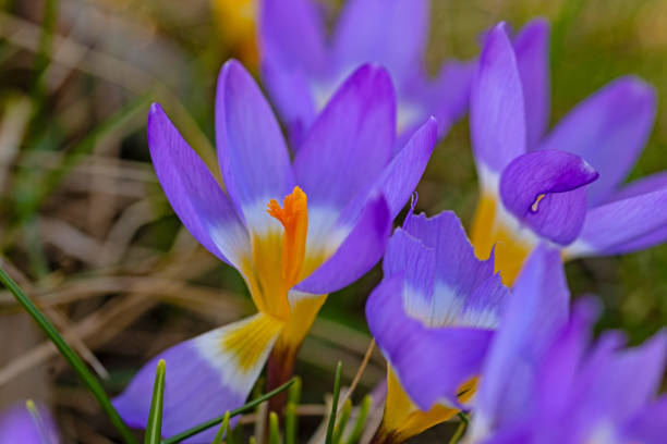 Crocus flowers of purple, yellow, white and two-toned colors appear in early spring. They are some of the the earliest flowers to bloom.