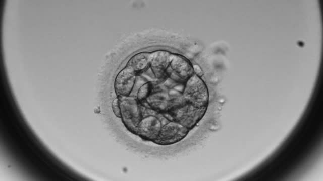 Stages of morula development prior to embryo implantation