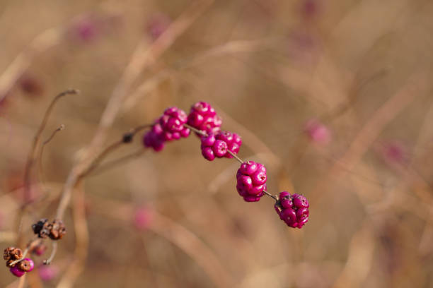Symphoricarpos orbiculatus with blurred background