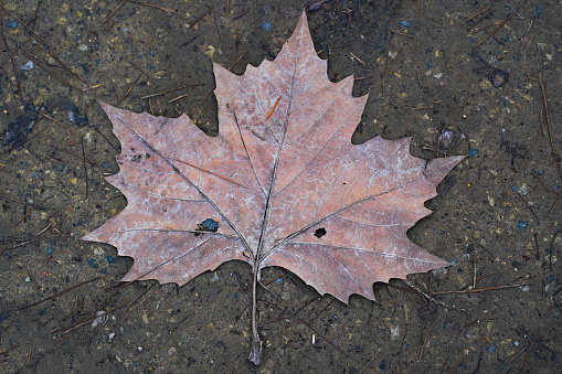 old brown, large maple leaf