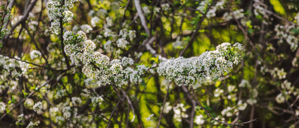 istock Spiraea thunbergii (binomial name) Thunberg spiraea or Thunberg's meadowsweet 2059022219