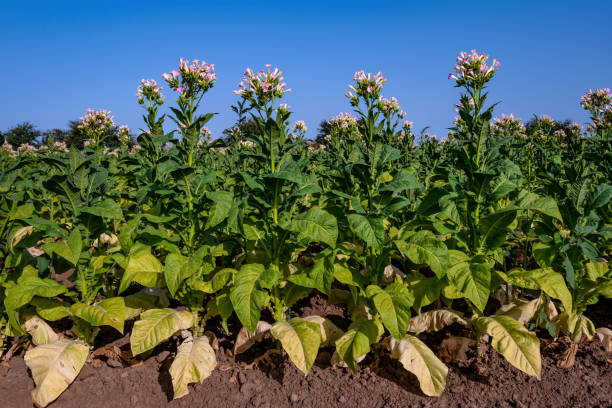 istock Flowering tobacco plantation 2059027082