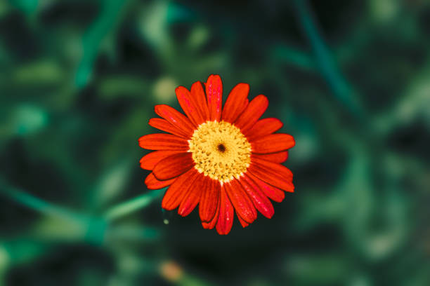 istock Tanacetum cineraiifolium(binomial name), Pyrethrum , Dalmatian chrysanthemum or Dalmatian pyrethrum 2059030753