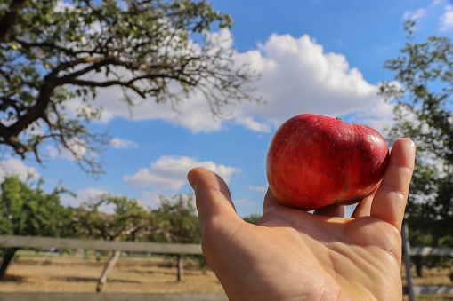 The woman is stretching her hand out and hand and holding the red ripe sweet apple on her palm. The beautiful landscape with an apple tree garden, blue sky and white clouds on the blurred background.