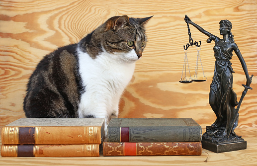 A cat with a Justitia figure and books. Jurisprudence for animals