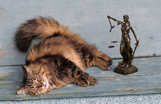 istock A cat has been given the wrong court verdict 2059044567