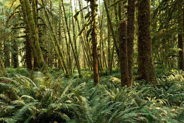 Ferns and moss covered trees in the temperate rain forest of Olympic National Park.