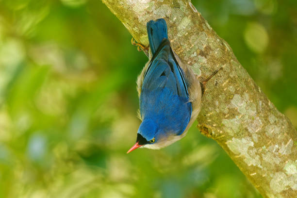 The blue bird of happiness that appeared on Hatsushima, the Iso-bulbul