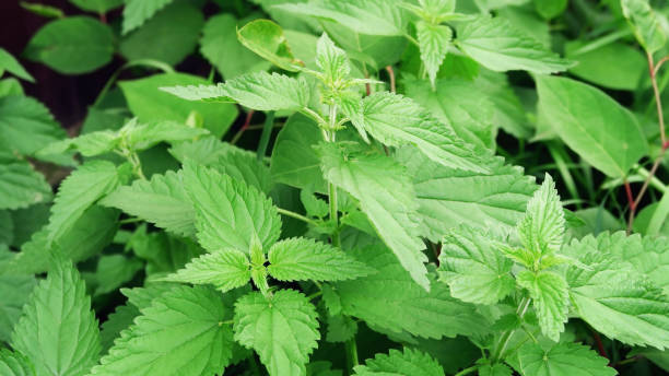 istock Green nettle, natural herbal background 2059061425