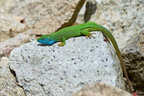 istock European green lizard male sunbathing on the rock 2059062449