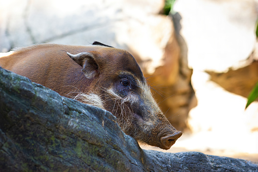 Detail of the head of Red Revier Hog or Bushpig. Potamochoerus porcus.