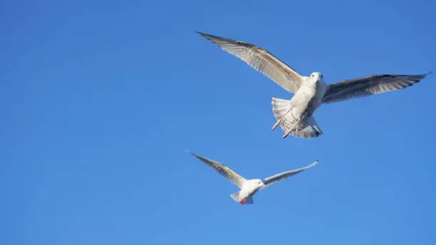 Photo of 2 birds soaring in the blue sky