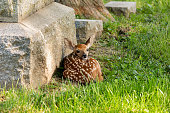 White-tailed deer fawn resting in cemetery. Wildlife habitat loss, population and health concept.