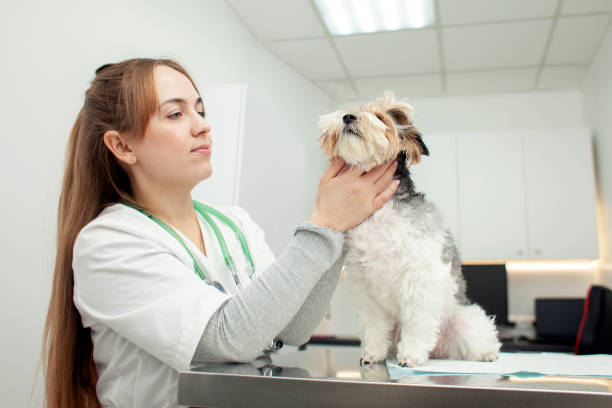 istock Biewer York dog breed sits on a table in a veterinary clinic for an examination, a veterinarian examines a dog 2059092499