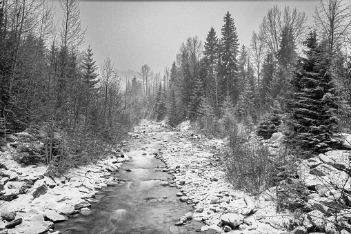Black and white, monochromatic photo of a flowing Cheakamus River with forest during a snowfall in Whistler, British Columbia, Canada.