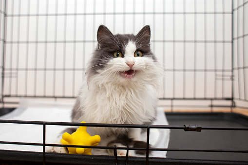 lost yard gray-white cat sits in an open cage in a shelter and meows