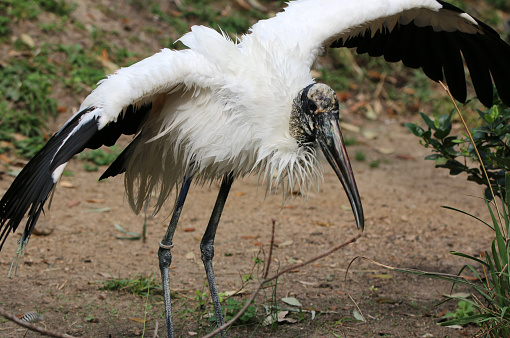 a wood stork with wings spread out