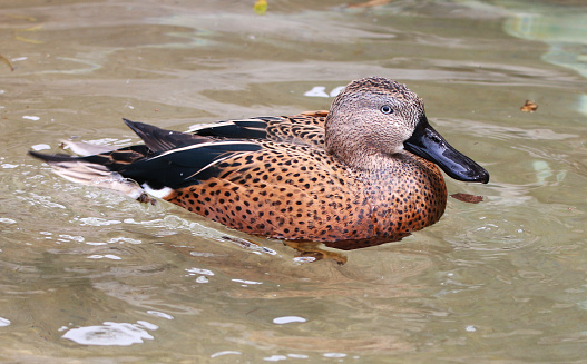 a red shoveler duck swimming in a small lake