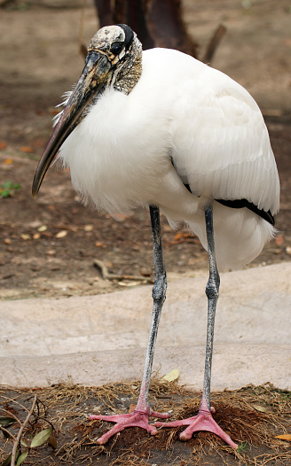 a standing wood stork