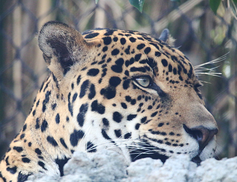 Jaguar stalking through undergrowth.