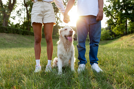 african american young couple in love walking with golden retriever dog in the park at sunset and holding hands, girl with her boyfriend together with pet in nature outdoors