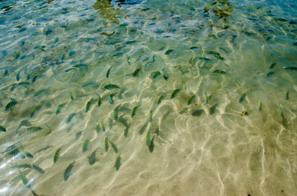 istock fish swimming in Brazilian waters 2059130159