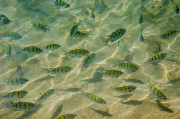 istock fish swimming in Brazilian waters 2059130164