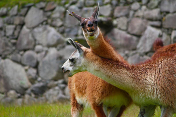 This amusing image captures two llamas, one seemingly grinning at the camera, with the ancient stonework of Machu Picchu in the background. The llamas' expressive faces and natural behavior highlight the playful charm of these indigenous animals, which are an integral part of the Andean landscape and culture. Their thick, multi-colored fur and the historic ruins behind them create a vivid contrast, blending wildlife and heritage in one frame.