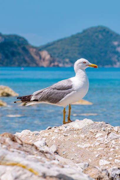 istock Seagull at Elba island - Tuscany - Italy 2059151172
