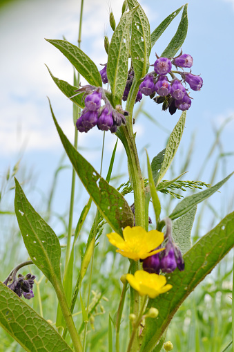Common Comfrey. Symphytum officinale. Violet blooming common comfrey or Symphytum officinale plant in its own natural habitat.
