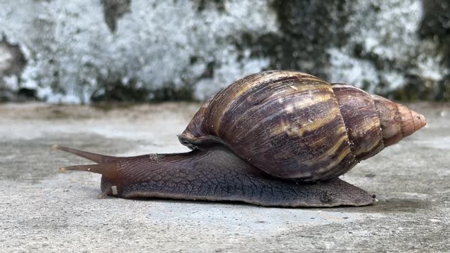 Close-up of a garden snail or garden slug gracefully gliding along the asphalt. Garden slug. Cornu aspersum . Helix aspersa, Cryptomphalus aspersus.