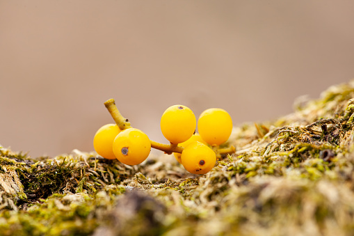 A cluster of yellow berries rests on a bed of moss in a natural landscape. Nearby, arthropods and insects scurry among the plants and twigs