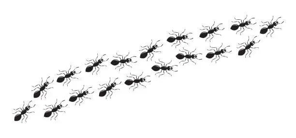 Vector illustration of Ant chain, small pest trail, insect marching, animal colony, black silhouettes bug top view. Simple vector illustration