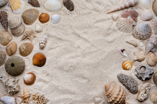 Beautiful seashells and starfish on the white sand beach with copy space top view. Summer holidays travel concept.