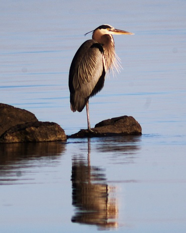 Great Blue Heron Gazing Out into the Water at Sunset, with its full, clear reflection in the water, with vivid and vibrant sharp earth tones