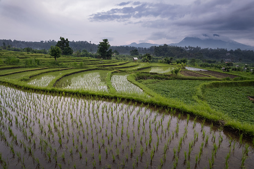 Maha Ganga paddy ricefiled terraces in rural part of Bali island, Karangasem district.