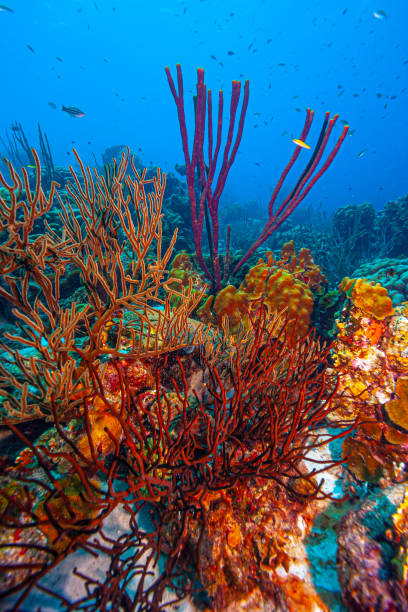 istock Caribbean coral garden 2059245638