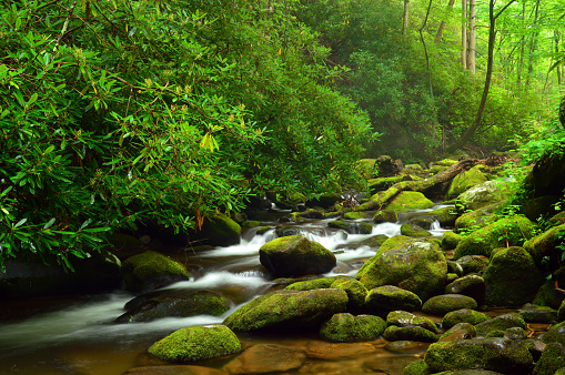 A stream gently rolls between and over moss covered rocks, passing rhododendron plants in a woodland forest in the Smokey Mountains